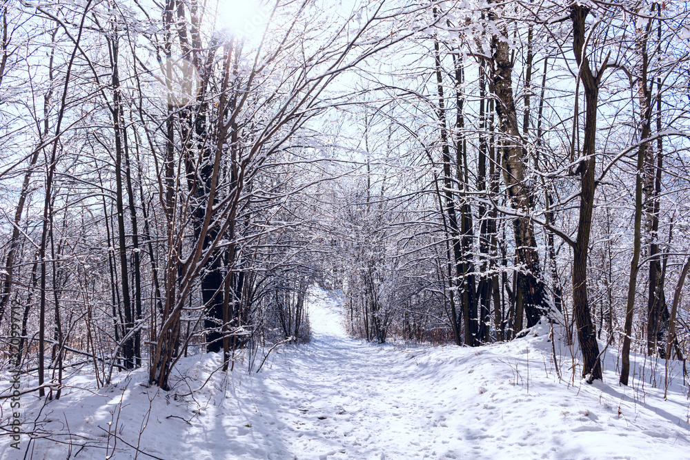 Majestic winter landscape glowing by sunlight in the morning. Clear blue sky. Dramatic and picturesque wintry scene. Frosted trees against a blue sky