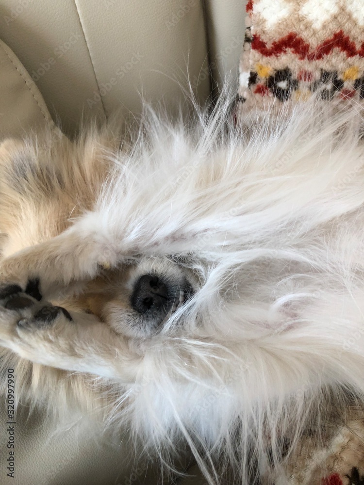 犬