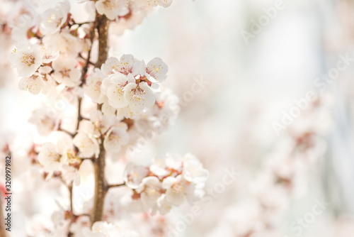 Branch of cherry with white...