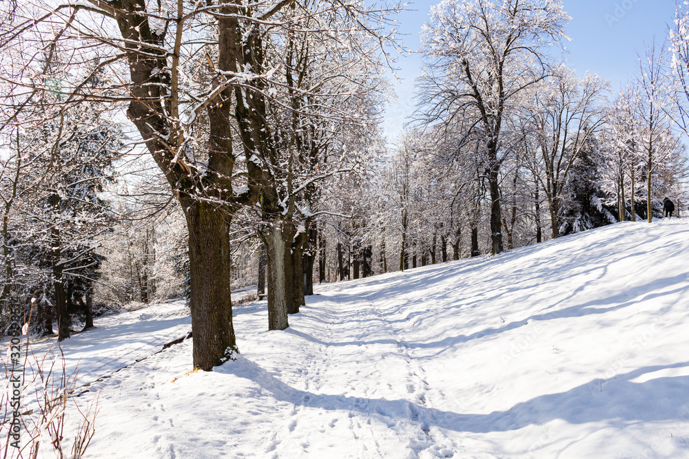 Winter alley running between the frozen trees. Beautiful winter landscape with snow covered trees. Winter alley running between the frozen trees. Beautiful winter landscape with snow covered trees.