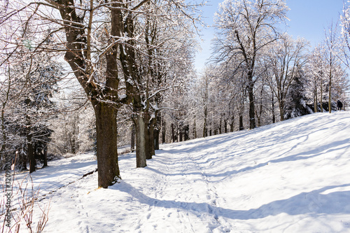 Winter alley running between the frozen trees. Beautiful winter landscape with snow covered trees. © Roman's portfolio