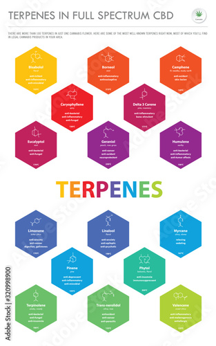 Terpenes in Full Spectrum CBD with Structural Formulas vertical business infographic illustration about cannabis as herbal alternative medicine and chemical therapy, healthcare and medical vector.
