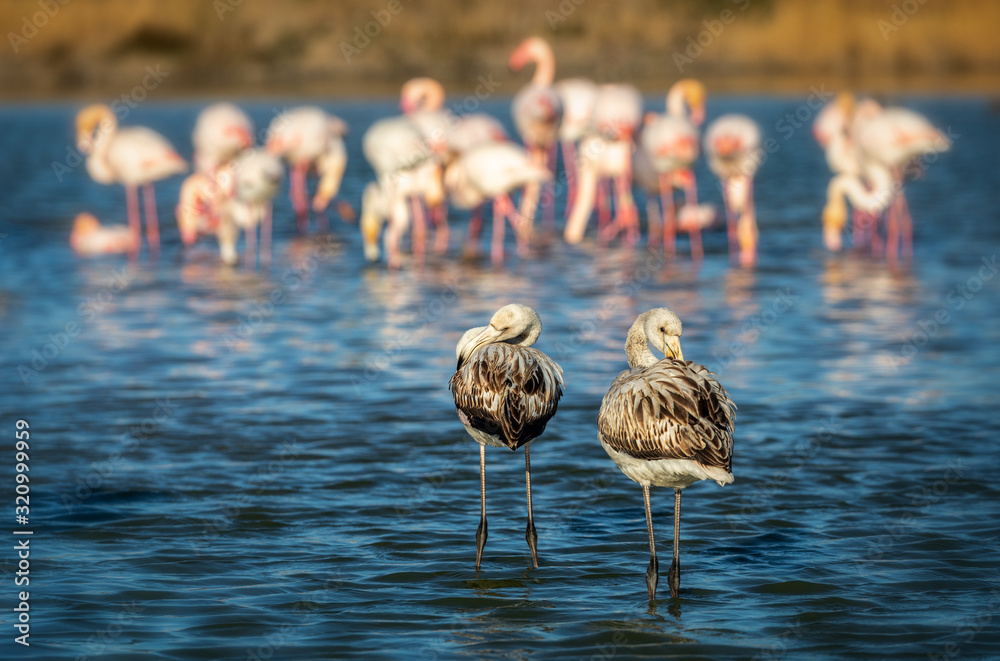 Φωτογραφία Two juvenile flamingos cleaning themselves up on the water in a wetland