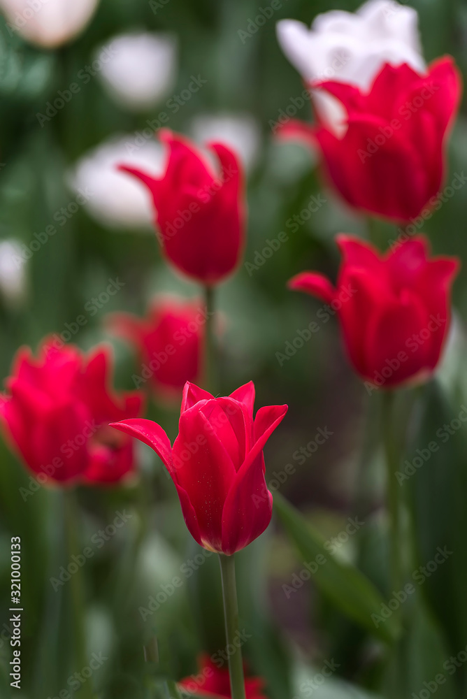 red tulips in the spring