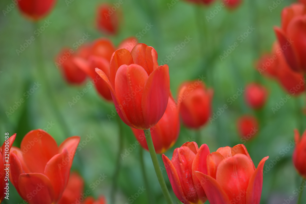 red tulips in the spring