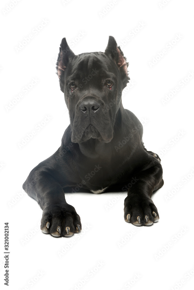 Fototapeta premium Studio shot of an adorable Cane corso