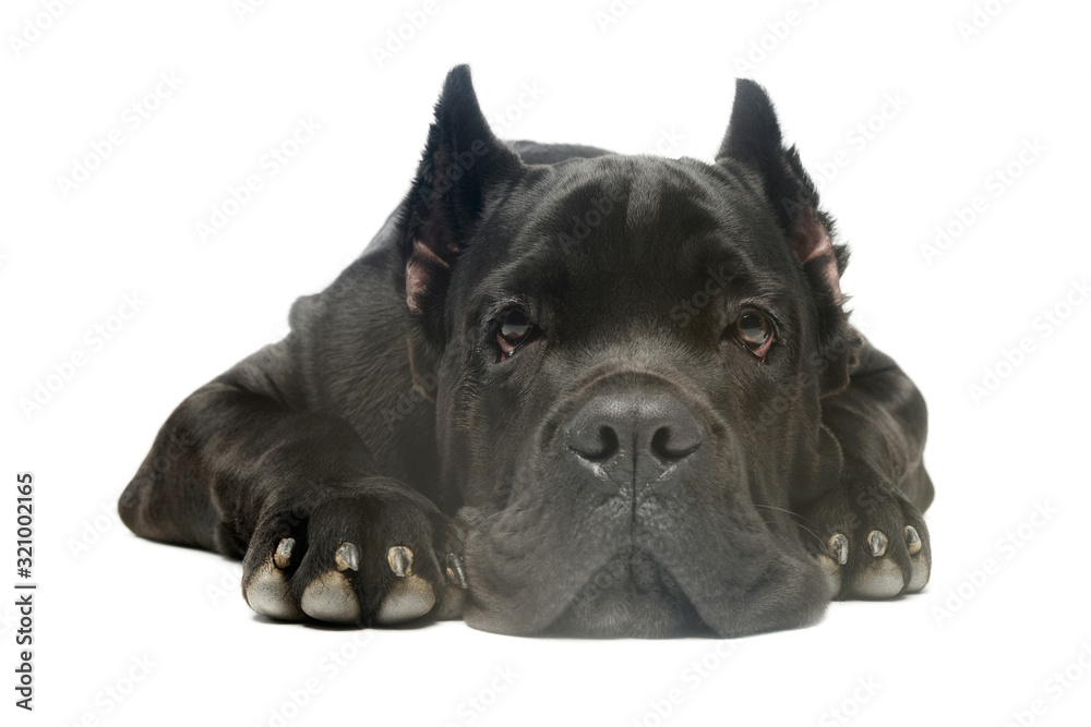 Studio shot of an adorable Cane corso Studio shot of an adorable Cane corso