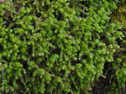 green forest moss, detail of plant, photographic natural texture, close-up