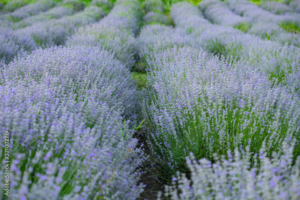Lavender flowers in row, pastel colors and blur background. Lavender flowers in row, pastel colors and blur background.