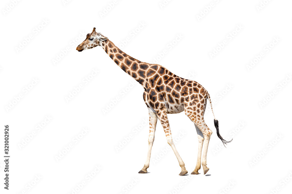 Naklejka premium Giraffe is isolated on white background, closeup