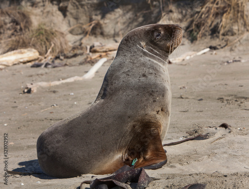Seals at Surat Bay Owaka beach. Catlins New Zealand