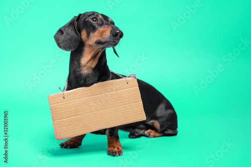 Cute black and tan dachshund sitting holding a blank sign