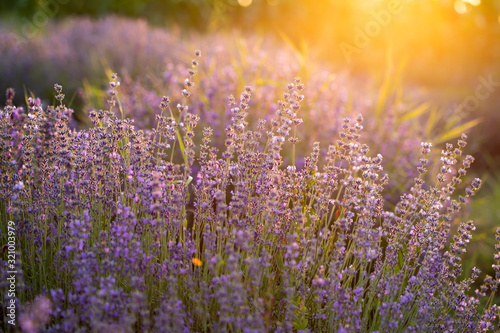 Lavender flowers at sunset in a soft focus, pastel colors and blur background.