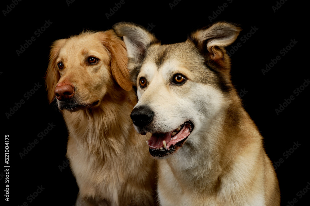 Portrait of an adorable Golden retriever and a mixed breed dog