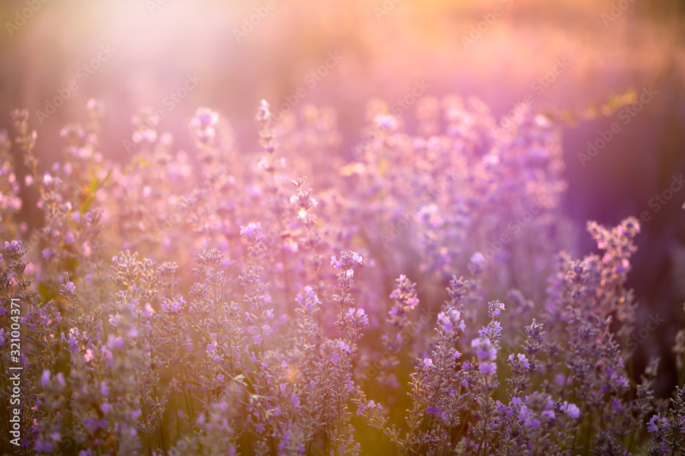 Lavender flowers at sunset in a soft focus, pastel colors and blur background. Lavender flowers at sunset in a soft focus, pastel colors and blur background.