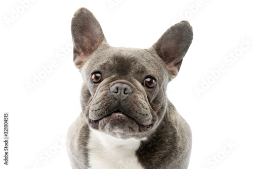Portrait of an adorable French Bulldog photo