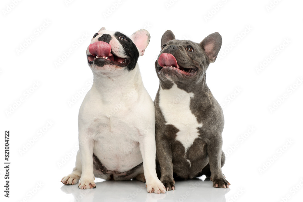 Studio shot of two adorable French Bulldogs