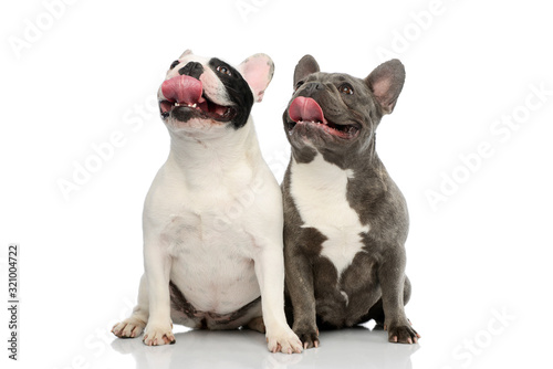 Obraz na płótnie Studio shot of two adorable French Bulldogs w salonie