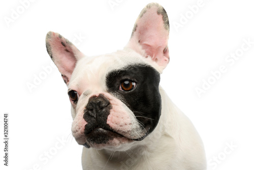 Portrait of an adorable French Bulldog