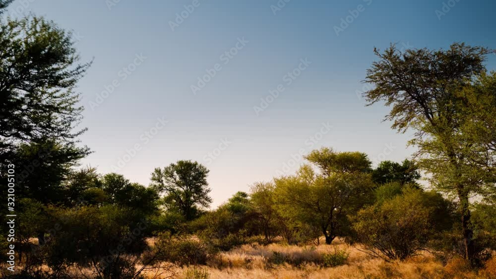 Static timelapse of African savannah landscape in early winter/fall at sunset with long, slow shadow movements across and golden light, Botswana, Central Kalahari. Static timelapse of African savannah landscape in early winter/fall at sunset with long, slow shadow movements across and golden light, Botswana, Central Kalahari.