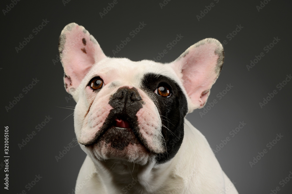 Portrait of an adorable French Bulldog