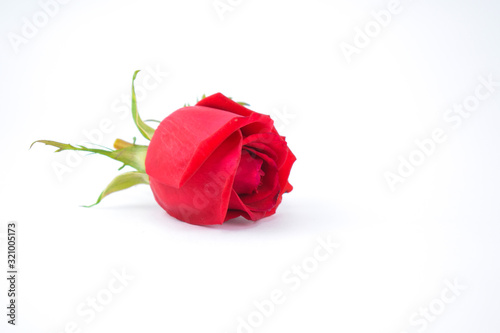 Beautiful blooming red rose with bright red petals isolated on a white background