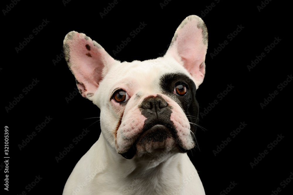 Portrait of an adorable French Bulldog