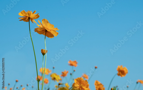 Yellow cosmos flower on blue sky background,Cosmos sulphureus, Mexican Aster on nature landscape with copy space