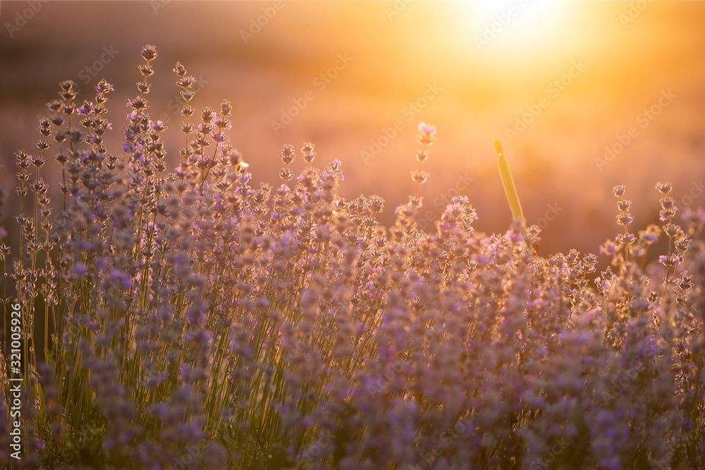 Naklejka premium Lavender flowers at sunset in a soft focus, pastel colors and blur background.