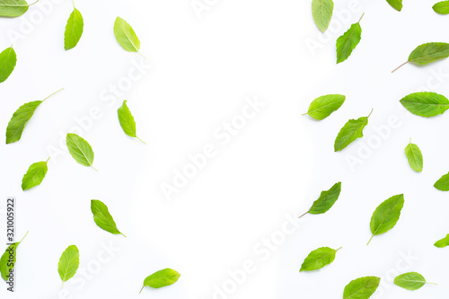 Fresh holy basil  leaves on white background.