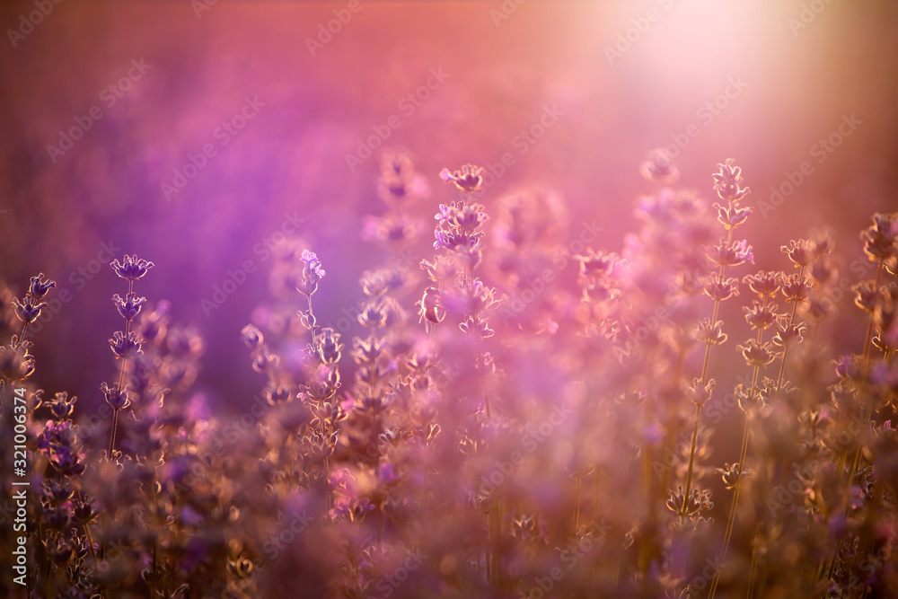 Lavender flowers at sunset in a soft focus, pastel colors and blur background. Lavender flowers at sunset in a soft focus, pastel colors and blur background.