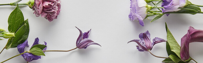 top view of violet and purple flowers on white background, panoramic shot