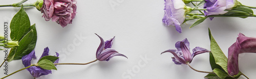 top view of violet and purple flowers on white background, panoramic shot