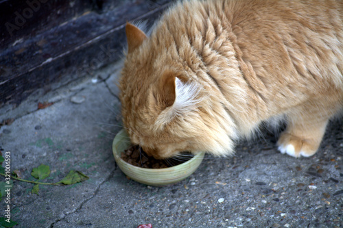 red shaggy cat eats