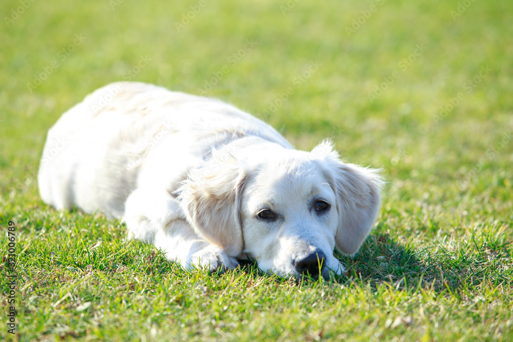 dog breed Labrador dog breed Labrador