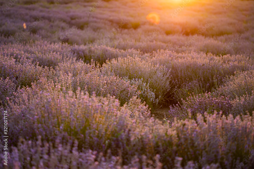 Lavender flowers at sunset in a soft focus, pastel colors and blur background.