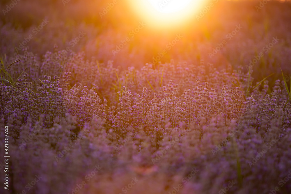 Lavender flowers at sunset in a soft focus, pastel colors and blur background. Lavender flowers at sunset in a soft focus, pastel colors and blur background.