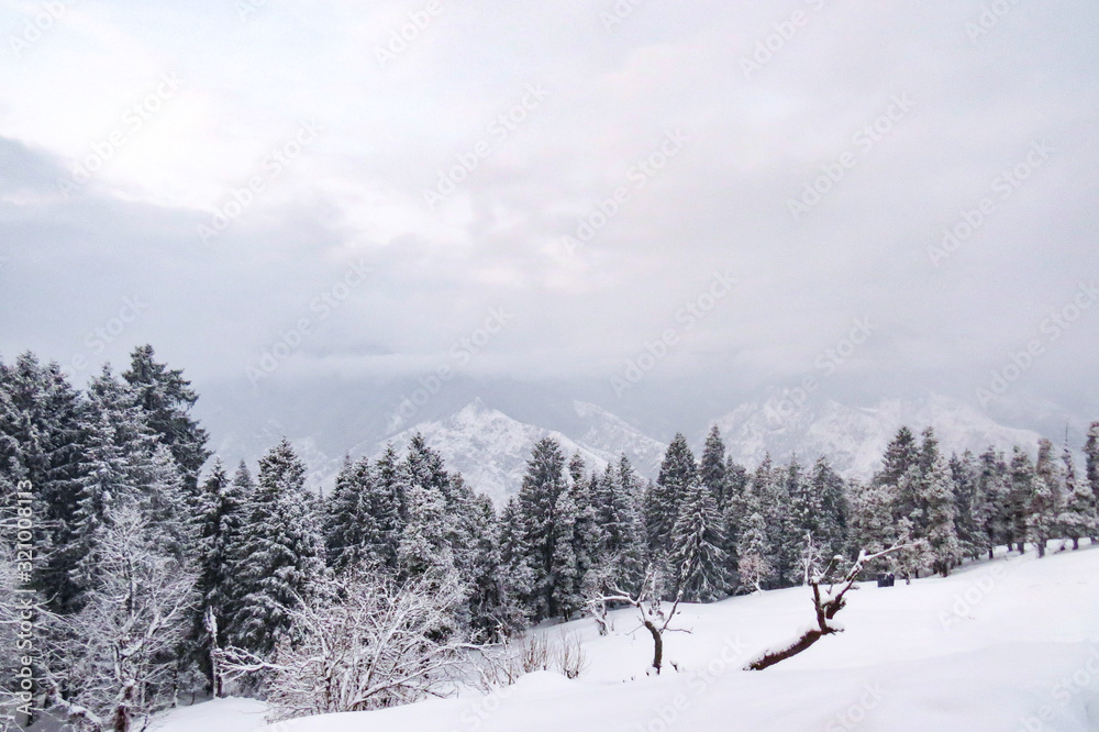 Tall pine trees covered with fresh snow on a himalayan mountain