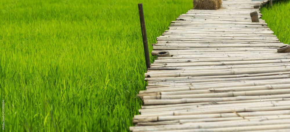 Wood bridge walkway along green rice field in Thailand Wood bridge walkway along green rice field in Thailand