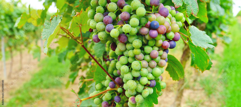 panoramic background of Healthy fruits, immature green and red grapes with leaves on the vine in the vineyard. still not ready to harvest and eat.Grape field in rhineland palatinate, Germany