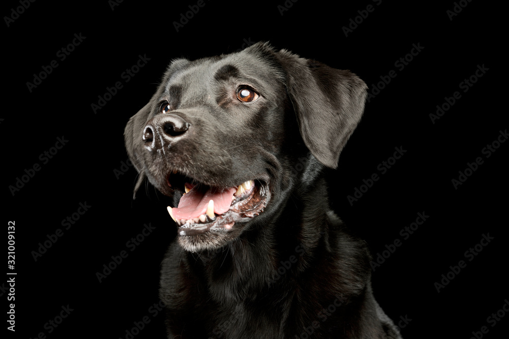 Portrait of an adorable Labrador retriever Portrait of an adorable Labrador retriever