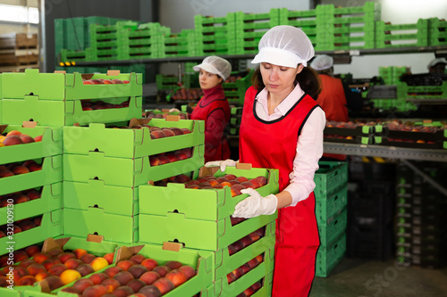 Female in process of sorting and packaging apricots photo