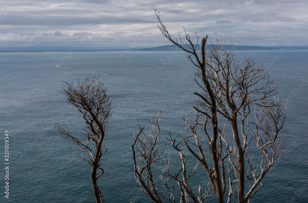 Nugget Point coast. Catlins New Zealand. Branches Nugget Point coast. Catlins New Zealand. Branches