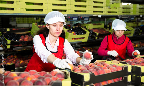 Bild auf Leinwand Women calibrating harvested peaches