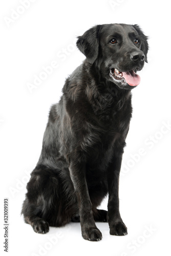 Fototapeta Naklejka Na Ścianę i Meble -  Studio shot of an adorable mixed breed dog