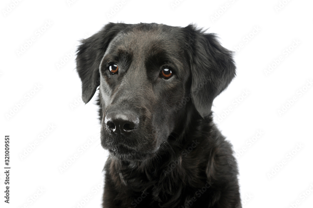 Portrait of an adorable mixed breed dog Portrait of an adorable mixed breed dog