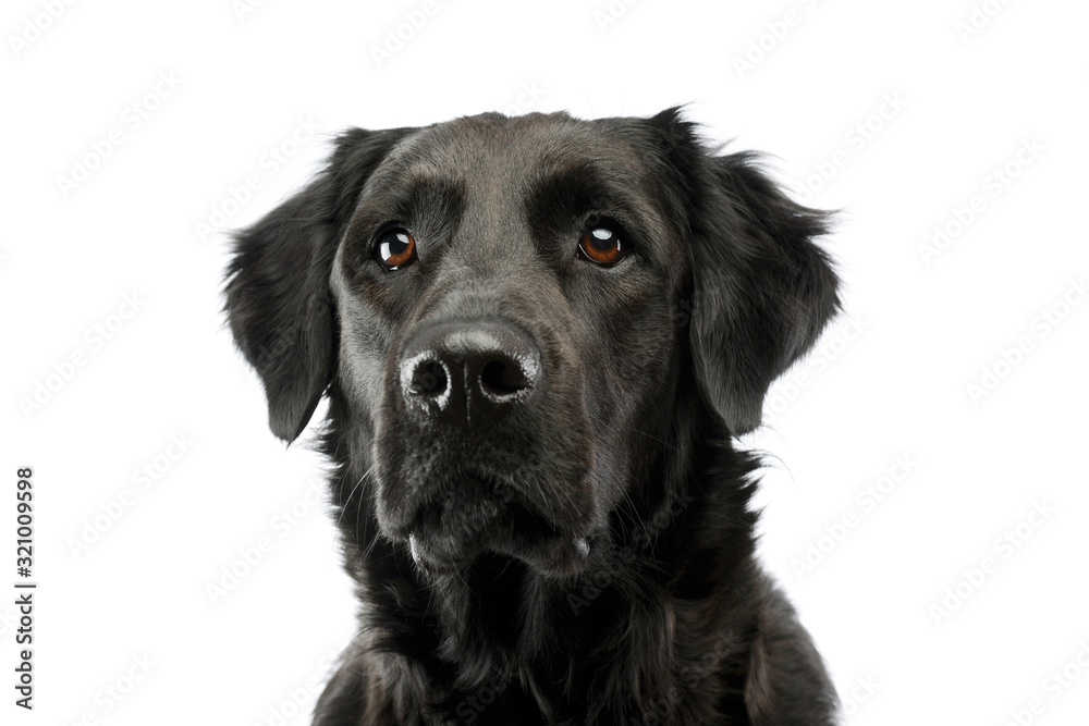 Portrait of an adorable mixed breed dog Portrait of an adorable mixed breed dog