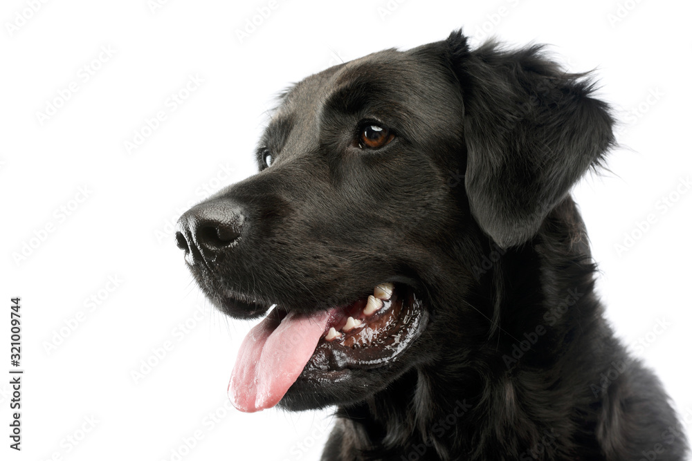 Portrait of an adorable mixed breed dog Portrait of an adorable mixed breed dog