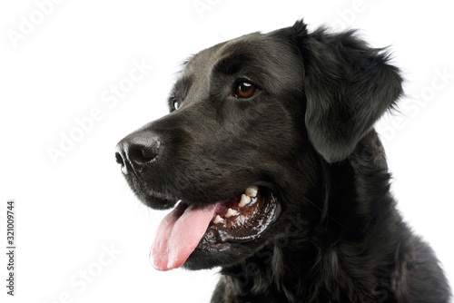 Fototapeta Naklejka Na Ścianę i Meble -  Portrait of an adorable mixed breed dog