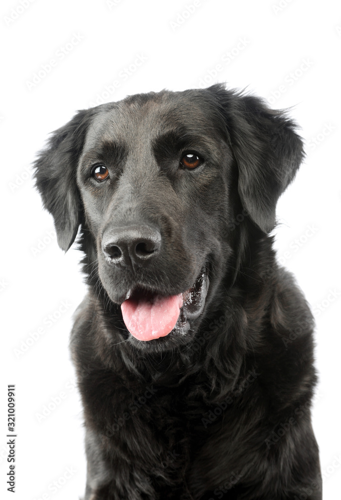 Portrait of an adorable mixed breed dog Portrait of an adorable mixed breed dog